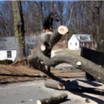 Permits, Costs, and Methods of Tree Removal