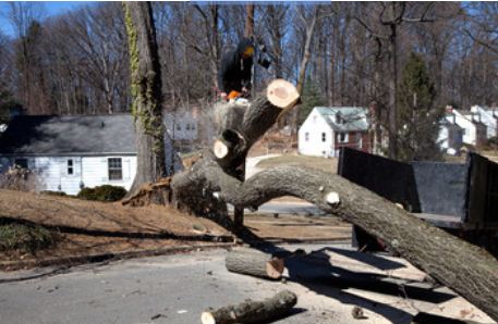 Permits, Costs, and Methods of Tree Removal